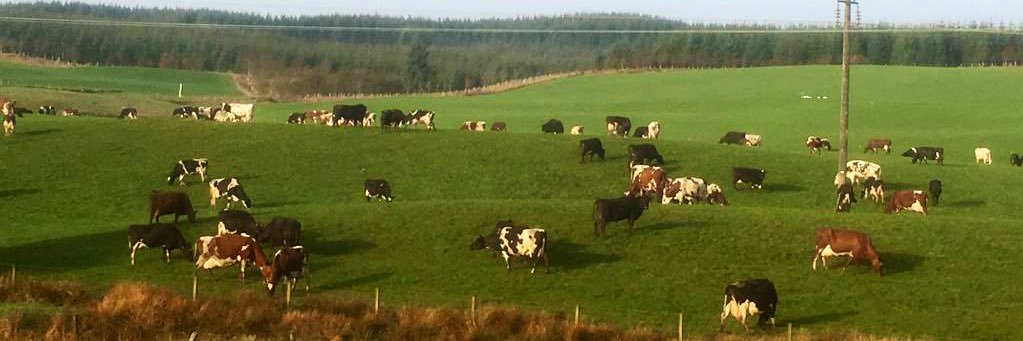 Stephen Young banner