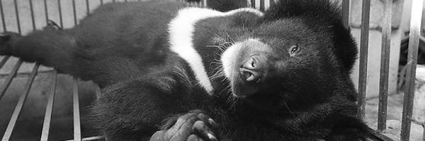 VeriHumanity Profile Banner