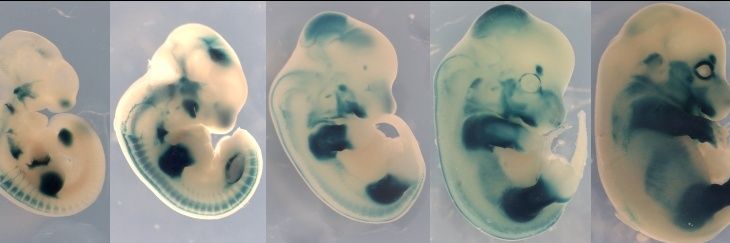 Carly Shae Sullivan banner