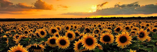 ConPdePrimaria Profile Banner