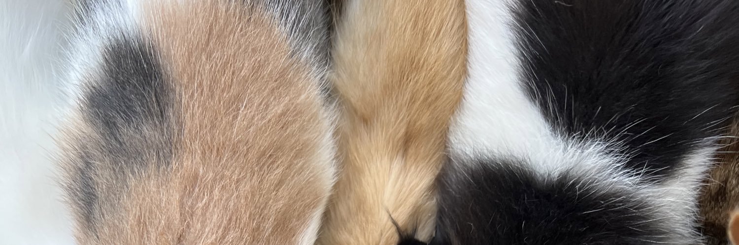acatnamed_'s profile banner image