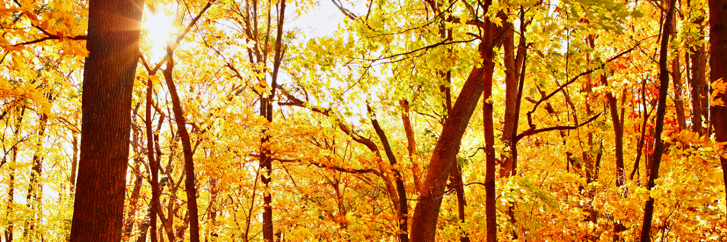 ponderdude's profile banner image