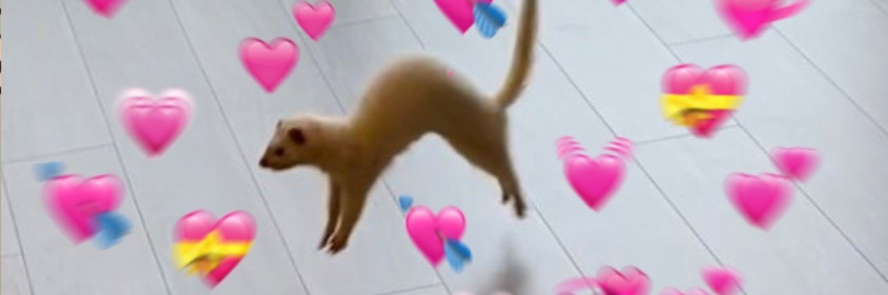 snorkadork's profile banner image