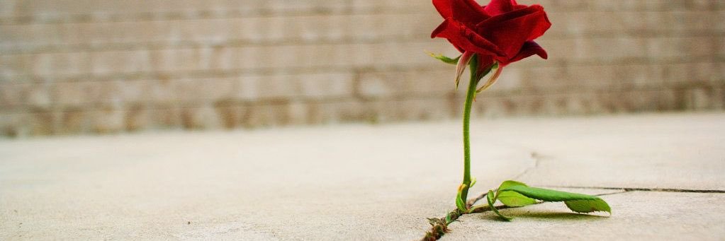 thePharaoh26's profile banner image