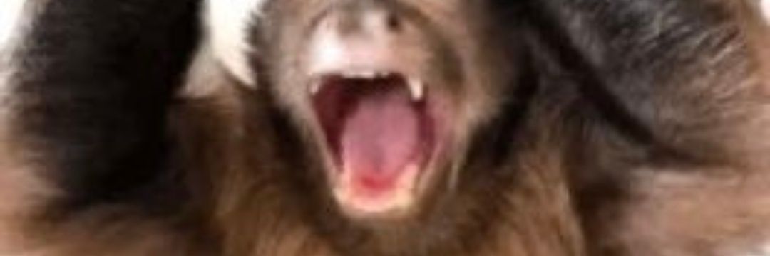 MaysaPontesV's profile banner image