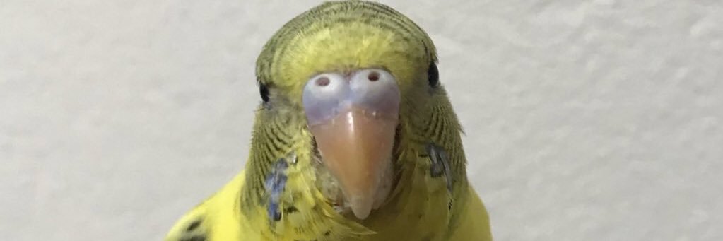 💍Gwendeling🕊🦜🏹🎻 banner