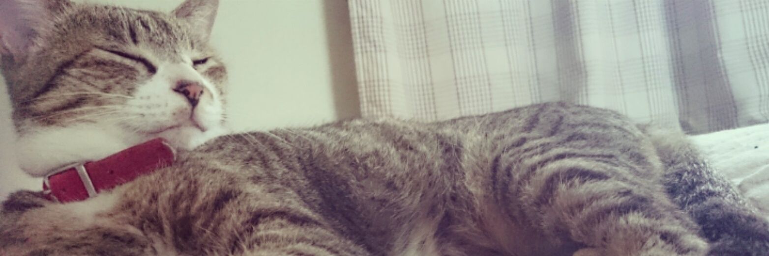 kiyojy's profile banner image