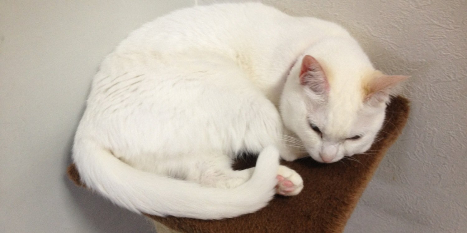 blackycats's profile banner image