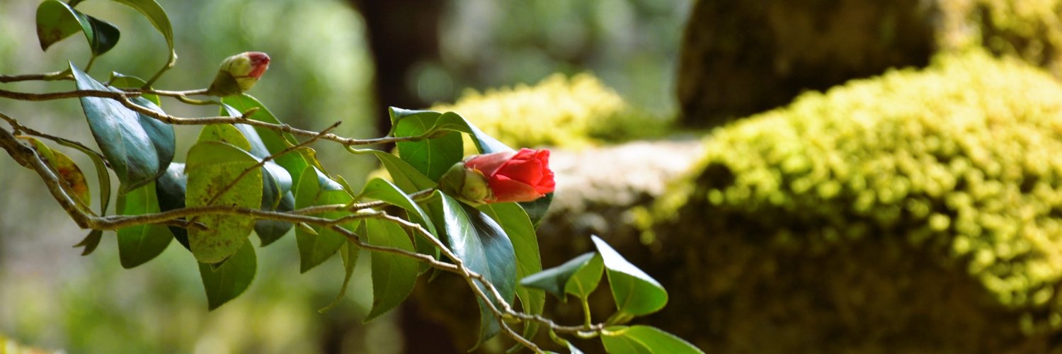 【公式】那谷寺Natadera 石川県小松市 奇岩・花・苔・紅葉の寺 banner