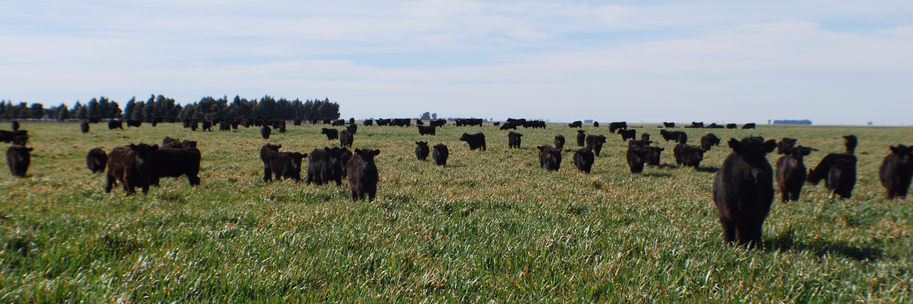 Carlos A.A.Gatica banner