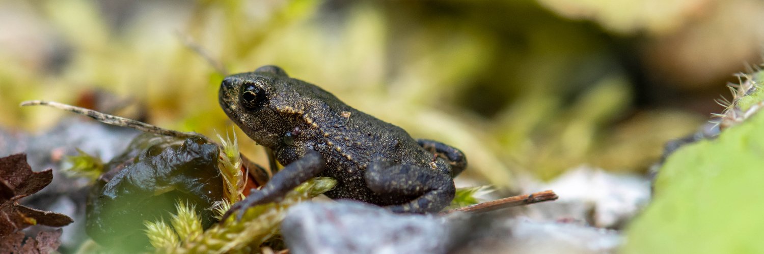 Froglife's banner