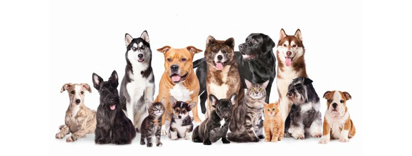 The DogFather Behavioral and Training Center banner