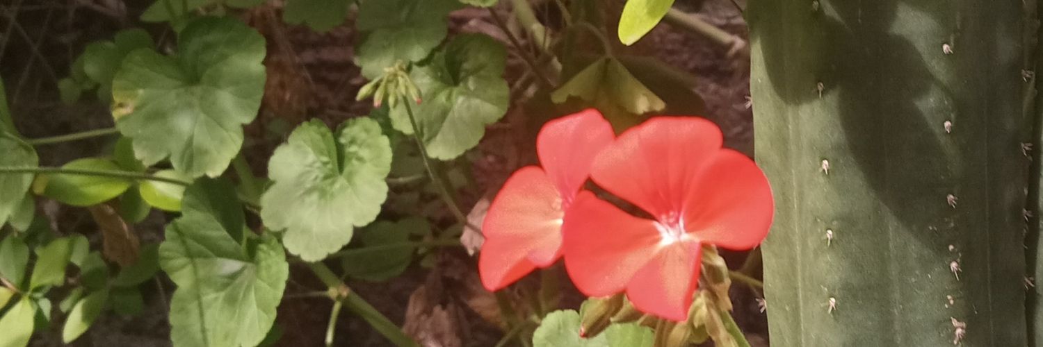 Omar000G's profile banner image