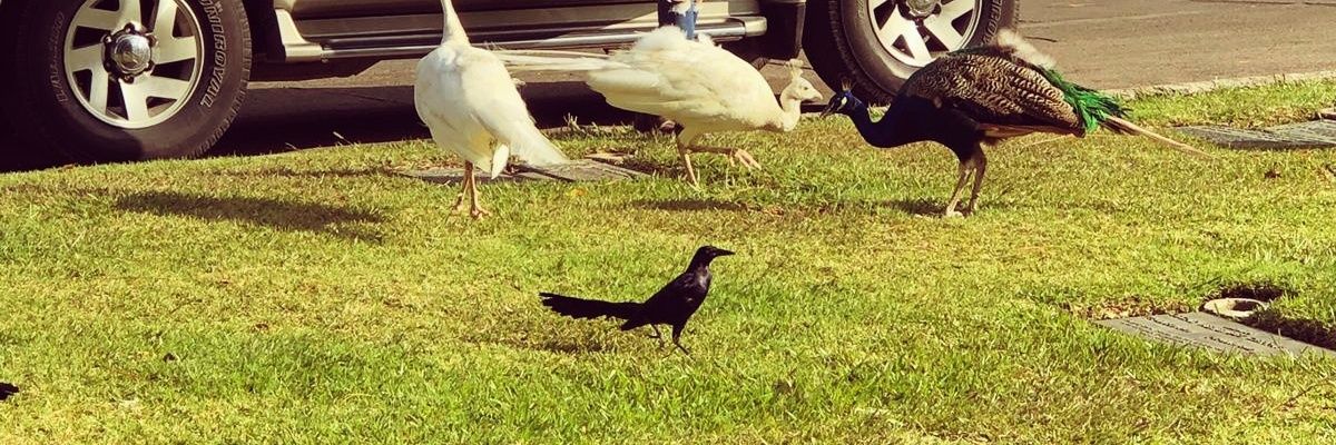 Ale_Alpirez's profile banner image