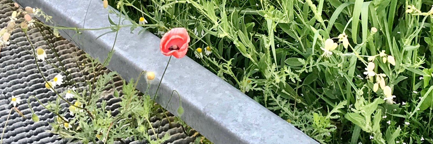 Paola Perfetti banner