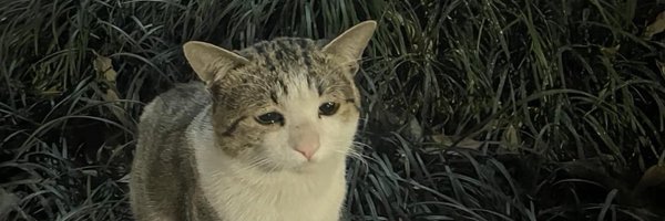 Nikasukee Profile Banner