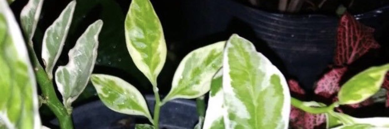 StphaneTano's profile banner image