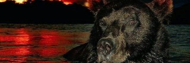 s banner