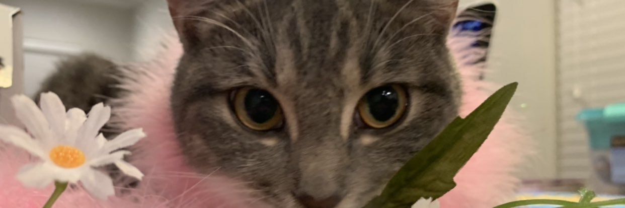 AllikaRoman's profile banner image