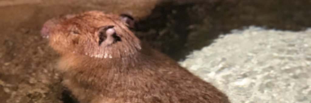 _tosahi's profile banner image