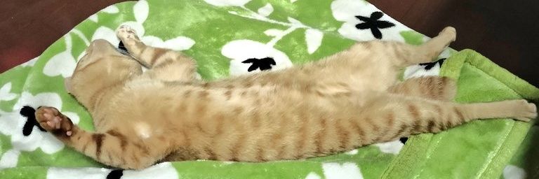 ニノ@ダイエット banner