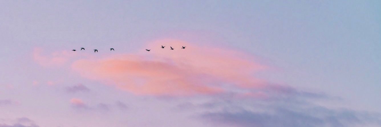 wind_up_bird_'s profile banner image
