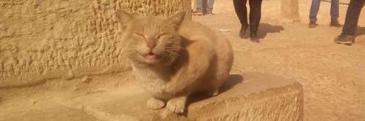 🐔 Cornflakes banner