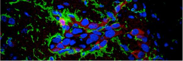 Lorgerlab Profile Banner