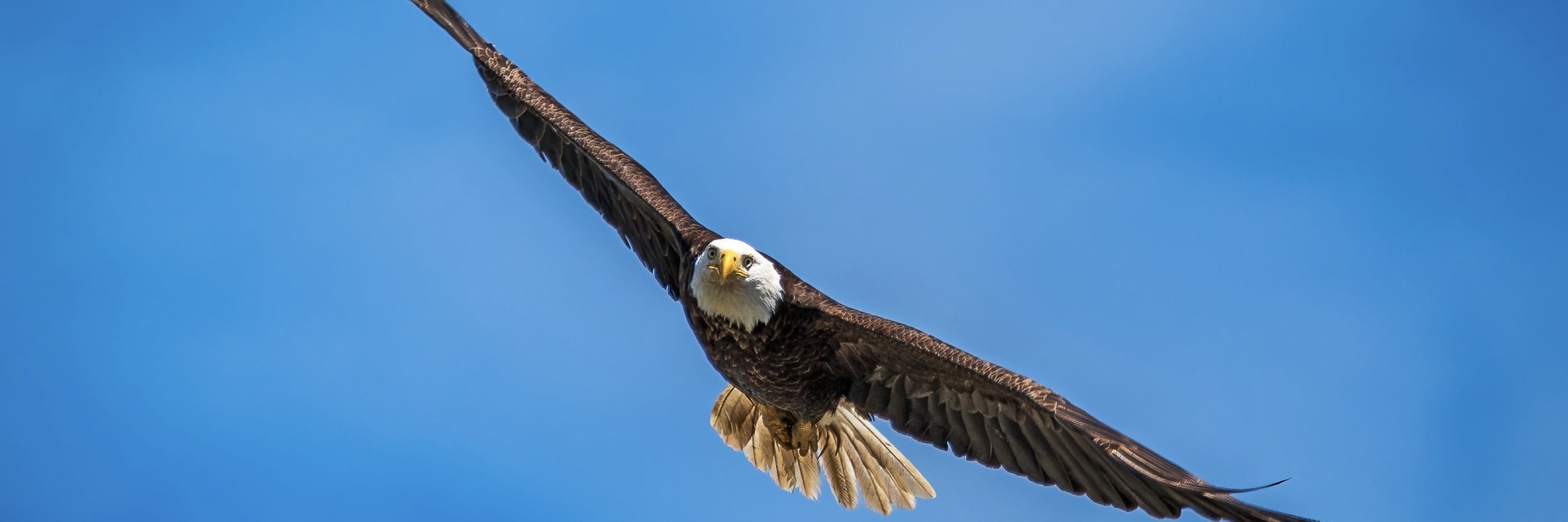 Chuq Von Rospach banner