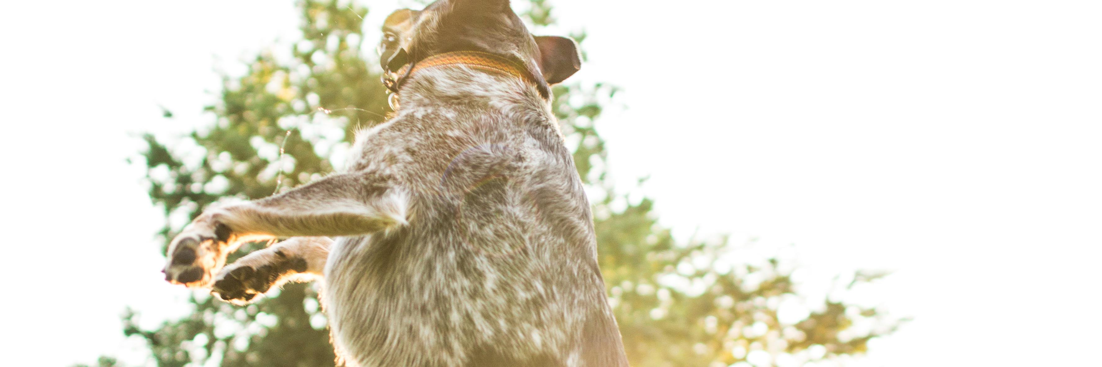thewiserdog's profile banner image