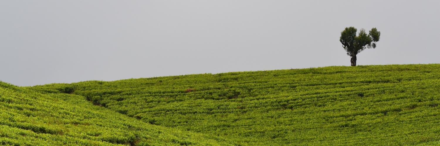 Jennifer Dickson banner