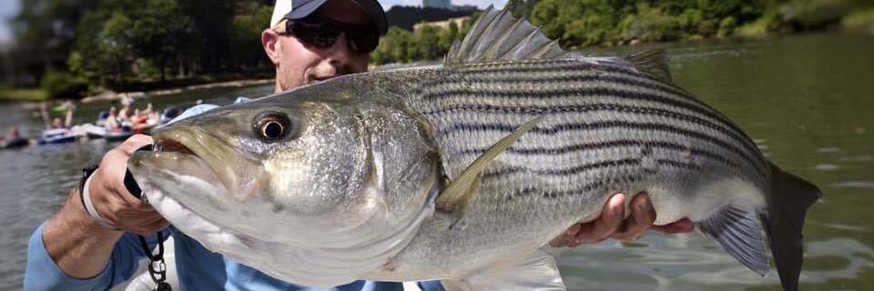 TheFishHawk's profile banner image