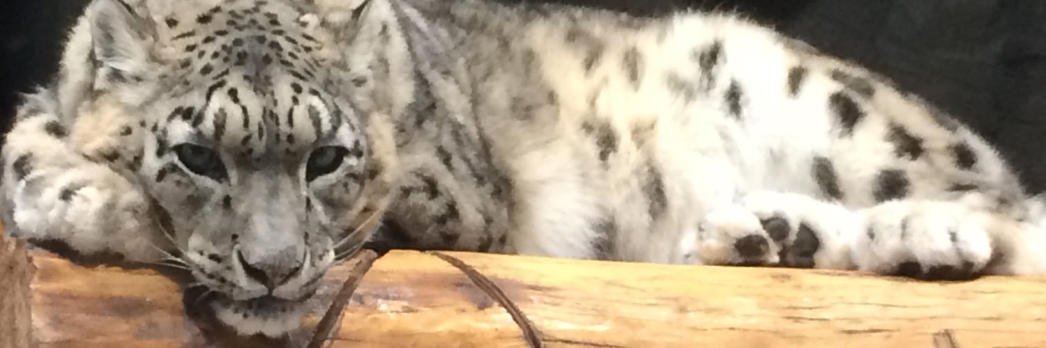 mapijopi's profile banner image