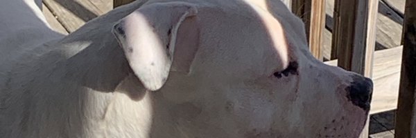 ToroHanzo Profile Banner
