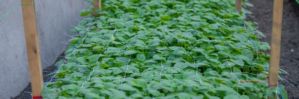 RwandaAgriBoard's profile banner image