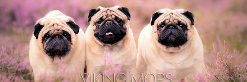 Vikingmops's profile banner image