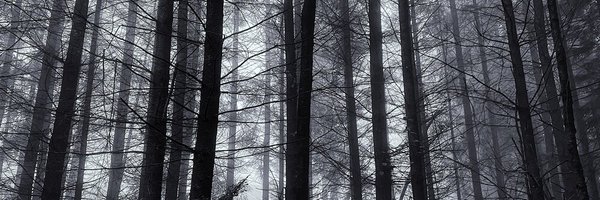 starkreadingmad Profile Banner