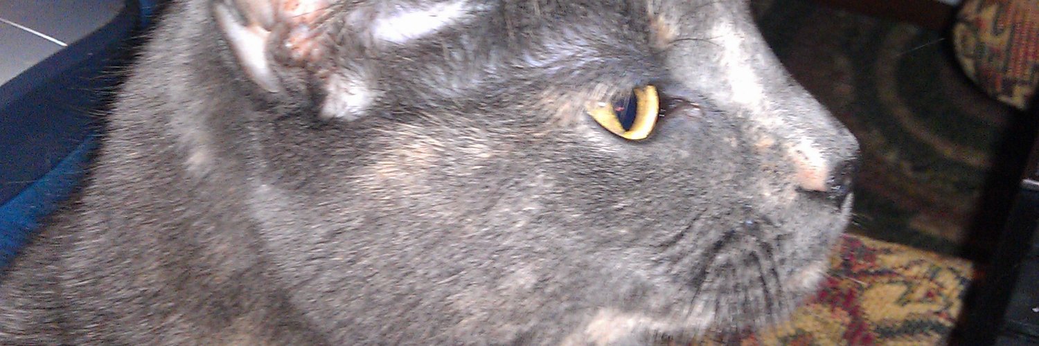 😼 Cat Bellissima banner
