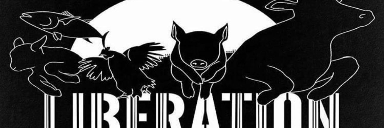 redavola's profile banner image