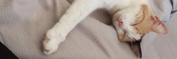 ICareAboutBooks's profile banner image