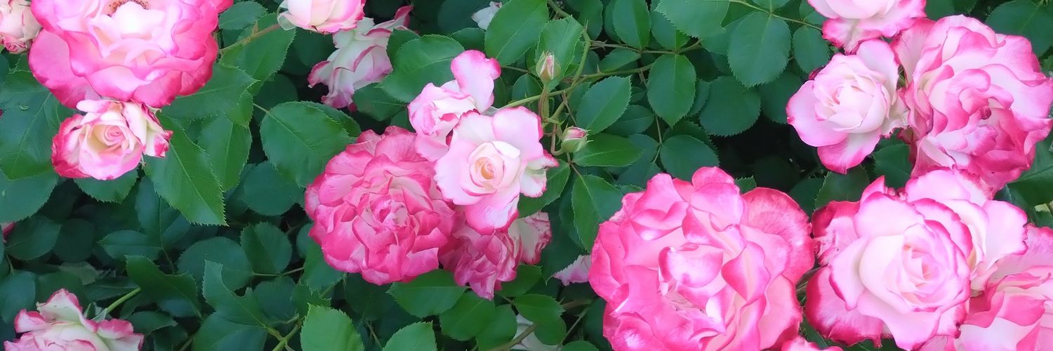 kirako321's profile banner image