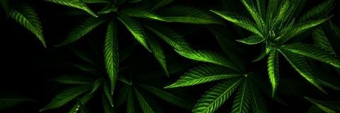 majkol54's profile banner image