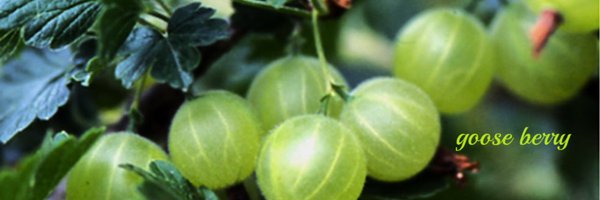 LNwpkgk5lvQbDR7 Profile Banner