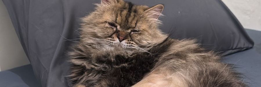 𝑵𝑬𝑹𝑶 🐮 banner