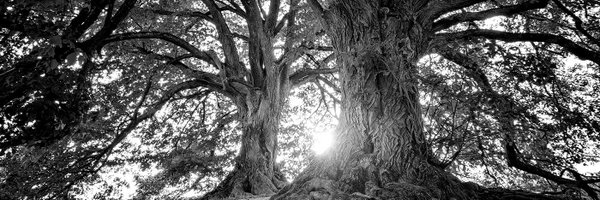 CapInstitute Profile Banner