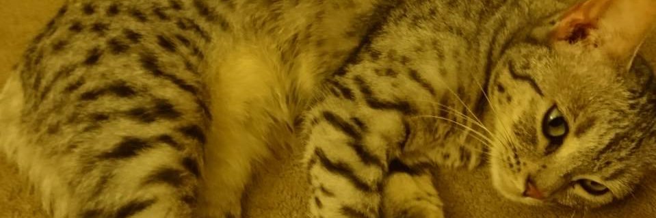 lunaluna2341's profile banner image