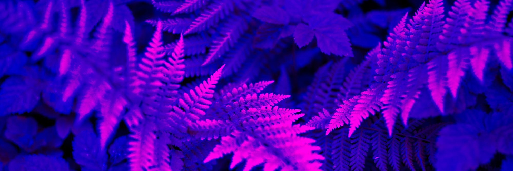 kokojustite's profile banner image