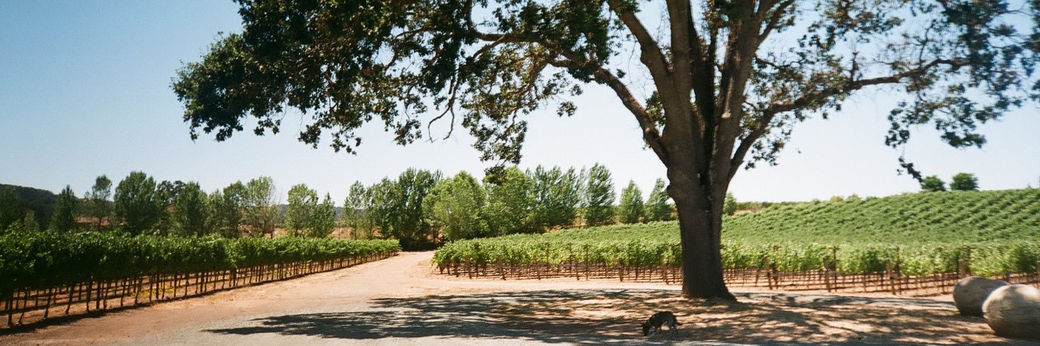 OnxWines's profile banner image