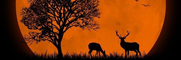 hotnoi's profile banner image