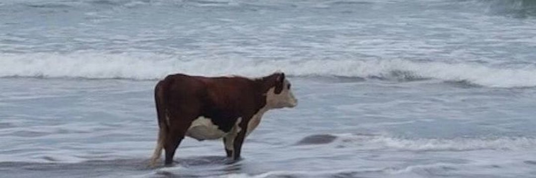 Indomitable 🍊 banner